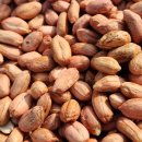 김천땅콩 이미지