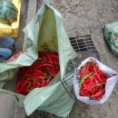 빨간고추 이미지