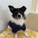 놀러오개 애견유치원 애견호텔 에버랜드점 이미지