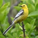 노랑머리 이미지