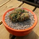 환타지아 이미지