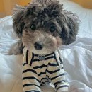 udogpia 유독피아 이미지