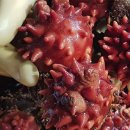 해녀횟집 이미지