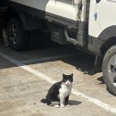 팜파라치킨 이미지