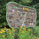 (주)화순군민신문사 | 전남 보성 꽃구경 갔도라 | 6~7월 수국 명소 ‘숲정원윤제림’, 보성 가볼 만한 곳 추천