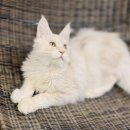 루비켄넬 | 고양이분양 우리집에 온 복덩이 새로운 가족 이야기