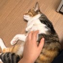 미미 (美美) 이미지