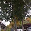 정원여중 정류장 이미지