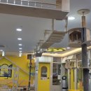 고양이카페 아이캣유 이미지