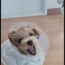 새마산동물병원 | 창원 마산 동물병원에서 강새이 남아 중성화 수술 후기