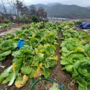 (12/15) 배추김치 담그기 이미지