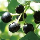 건조한 눈 건강에 도움…항산화 및 세포보호 마키베리추출물 이미지