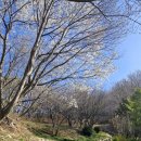 황령산유원지 생태숲 | 부산° 황령산유원지생태숲 수선화