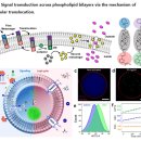 Re: The biology of belief 브루스 립턴 이미지