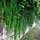 담장너머 이미지