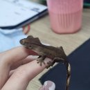 까만통