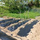 동읍1174 이미지