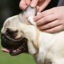 청춘애견 계룡점 이미지