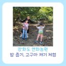 강화도 연화농원 밤 줍기(밤 따기), 고구마 캐기 체험(준비물, 근처 맛집 호산정, 여행 코스, 아이랑)