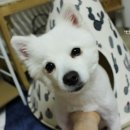 5959 내강아지 이미지