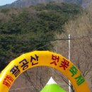 팔공산 벚꽃축제 이미지