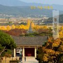 통일전 주차장 화장실 | 경주 통일전 은행나무길 단풍 명소 주차장 실시간