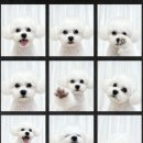 햇살애견미용실 이미지