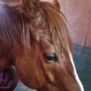 카일라스승마클럽 이미지