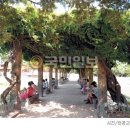 등나무뜰 이미지
