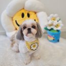 베이비숑 그루밍 이미지