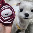 건강한펫 이미지