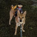 믹스견,묘(모든 믹스 환영) 달글 1 이미지