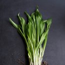 레몬그라스 이미지