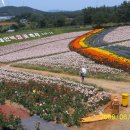 백만송이 백합의 향연 - 제4회 태안 백합꽃 축제. 이미지