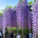 아시카가 플라워 파크 일본 Blue Sky and Full Bloom Wisteria.青空Ashikaga Flower Park 2024 이미지