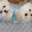 룰루랄라 이미지