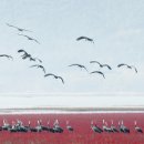 순천만 메추리 이미지