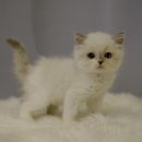 수원고양이분양 드림캣 안심분양센터 | 수원에서 사랑스러운 고양이를 찾고 싶다면! 드림캣 안심분양센터에 가세요 💖