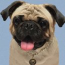 로즈비치 이미지