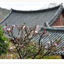 선암사 - 1428 | 선암사