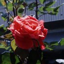 장미(장미꽃의 특징)장미과(薔薇科 Rosaceae) 장미속(薔薇屬 Rosa)에 속하는 다년생 관목 또는 덩굴식물. 이미지