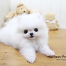 해피애견타운(Happy Pet Town) | 하남시강아지분양 완벽한 후기!누구나아는 유명한곳!