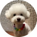 김채안퍼피살롱 | [쌍촌동 김채안퍼피살롱] 비숑프리제 배냇미용 전과후 대박