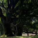 숲에 머물다 이미지