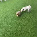 뭉치푸드 | [카페댕스] 용인 애견카페 추천, 뭉치가 인정한 애견 운동장 후기 (밤 12시까지 영업, 주차, 가격정보)
