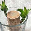 금계초교병설 이미지