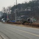 원주굽이길 원7코스 반계리은행나무길 이미지