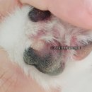 라라동물의료원 | 닥터라라 강아지 발바닥 수분 + 보습 크림