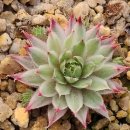 딸부잣집 이미지