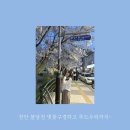 [천안 불당천 벚꽃] 불당천 실시간 벚꽃 24.4.5 후기!!!! 근처 맛집 추도우럭